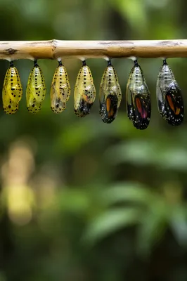 Butterfly Chrysalis Sequence of Patient Renewal