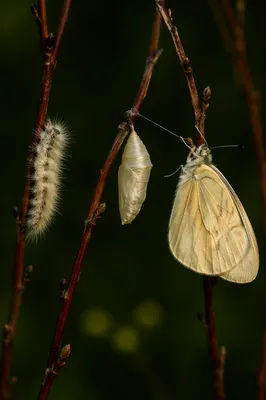 Hopeful Caterpillar to Butterfly Transformation