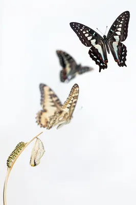 Hopeful Butterfly Transformation on White Background