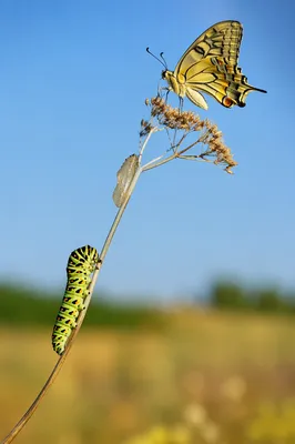 Caterpillar Butterfly Transformation in Sunlit Meadow