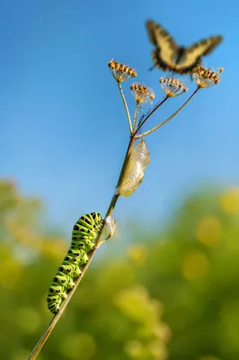 Hopeful Caterpillar Transformation on Wildflower Stem