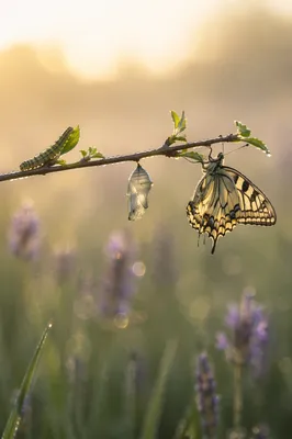 Caterpillar to Butterfly Renewal at Sunrise