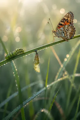 Caterpillar to Butterfly Renewal Sequence