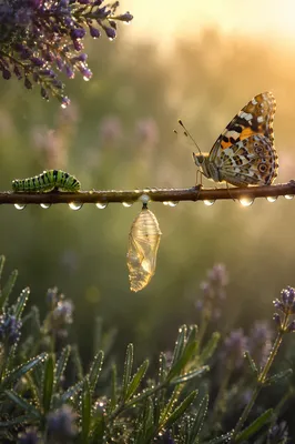 Caterpillar to Butterfly Dawn Transformation