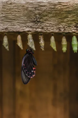 Butterfly Emerging From Chrysalis in Quiet Renewal