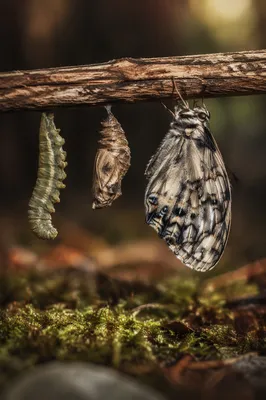 Caterpillar Chrysalis Butterfly Transformation Macro