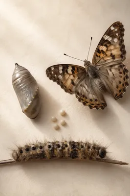 Hopeful Butterfly Transformation Lifecycle