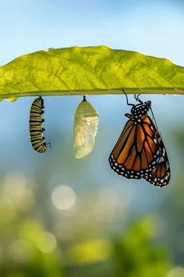 Caterpillar Butterfly Transformation on Morning Leaf