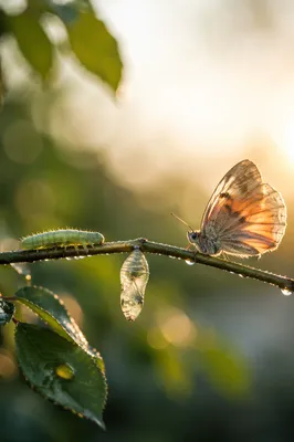 Caterpillar to Butterfly Dawn Transformation Journey