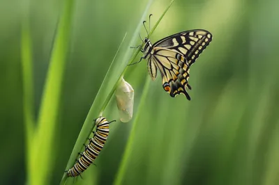 Caterpillar Butterfly Transformation on Morning Grass