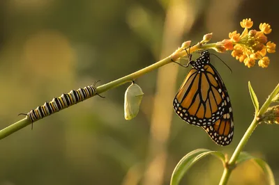 Hopeful Caterpillar to Butterfly Transformation
