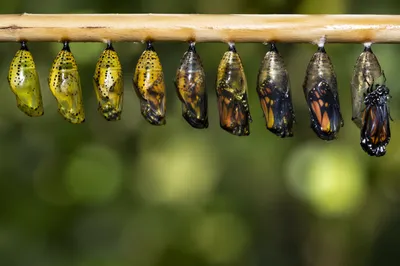 Chrysalis Transformation Sequence of Patient Renewal