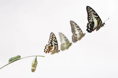 Hopeful Butterfly Transformation on White Background