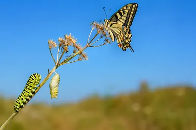 Caterpillar Butterfly Transformation in Sunlit Meadow