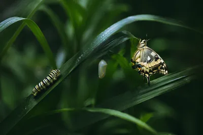 Caterpillar Chrysalis Butterfly Renewal in Morning Leaves