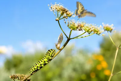 Caterpillar Transformation on Sunlit Wildflower Stem
