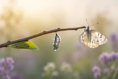 Caterpillar to Butterfly Renewal Sequence