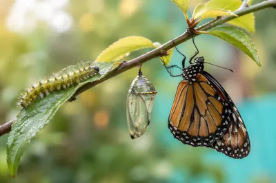 Caterpillar Chrysalis and Butterfly on Garden Stem