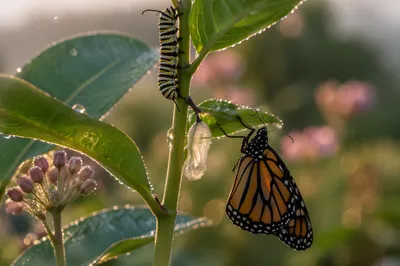 Butterfly Metamorphosis on Milkweed at Dawn