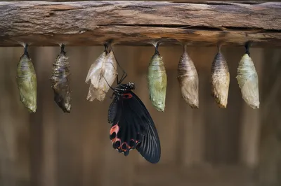 Butterfly Emergence and Chrysalis Transformation
