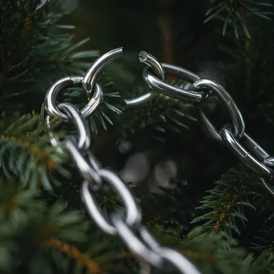 Broken Silver Chain Among Evergreen Branches