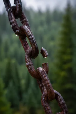 Broken Rusted Chain in Evergreen Forest