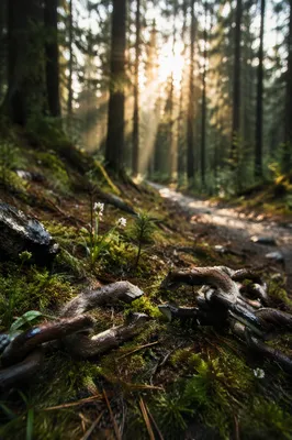 Broken Chains on Evergreen Forest Path