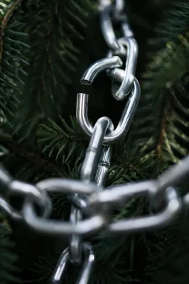 Broken Silver Chain Among Evergreen Branches