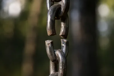 Broken Chain in Evergreen Woodland Light