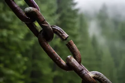 Broken Rusted Chain Against Evergreen Forest