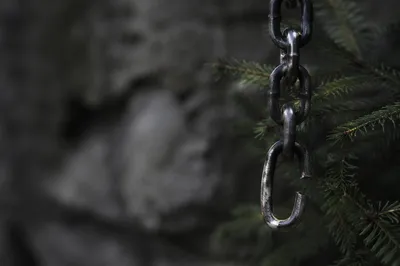 Broken Iron Chain Beside Evergreen Pine