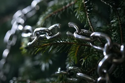Broken Silver Chain Among Evergreen Branches