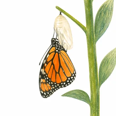 Newly Emerged Butterfly on Evergreen Stem