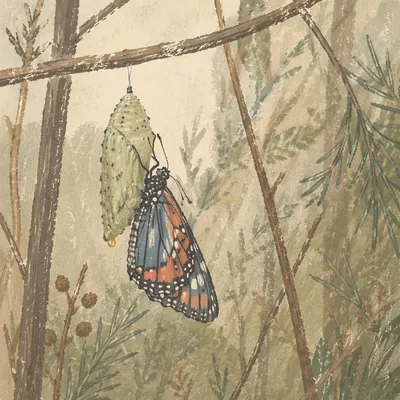 Butterfly Emerging from Evergreen Chrysalis