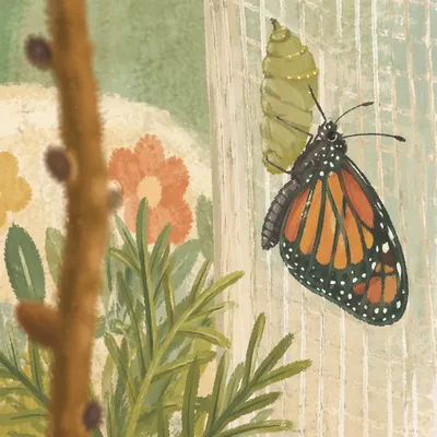 Butterfly Emerging from Chrysalis in Evergreen Light