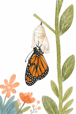 Newly Emerged Butterfly on Evergreen Stem