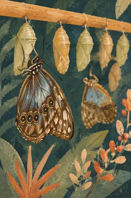 Butterfly Emerging From Chrysalis in Evergreen Light