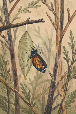 Butterfly Emerging from Evergreen Chrysalis