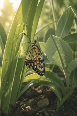 Emerging Butterfly on Evergreen Leaf