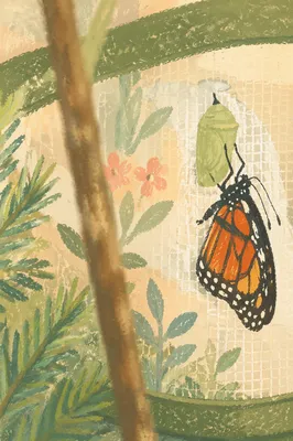 Evergreen Butterfly Renewal in Garden Habitat