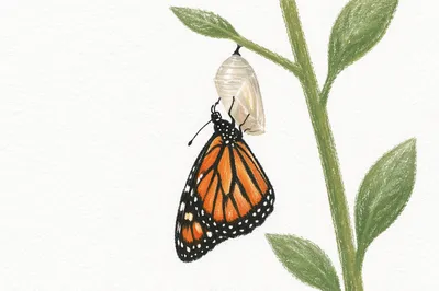 Butterfly Emerging From Chrysalis on Green Stem