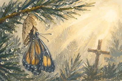 Butterfly Emerging Beside Evergreen Cross