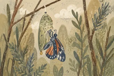 Butterfly Emerging from Evergreen Chrysalis