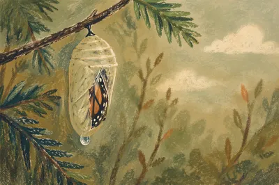 Emerging Butterfly Chrysalis in Evergreen Branches