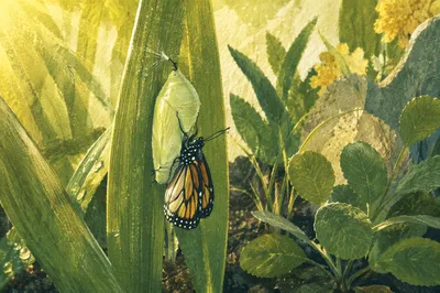 Butterfly Emerging From Pale Green Chrysalis