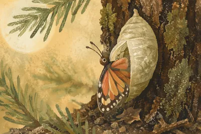 Butterfly Emerging from Cocoon on Evergreen Bark