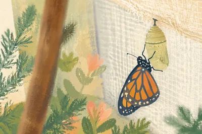 Butterfly Emerging From Pale Green Chrysalis