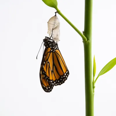 Newly Emerged Butterfly on Evergreen Stem