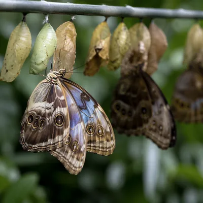 Newly Emerged Butterfly Beneath Golden Chrysalises