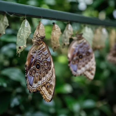 New Butterfly Emerging in Evergreen Garden